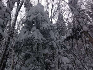 IMG_1603